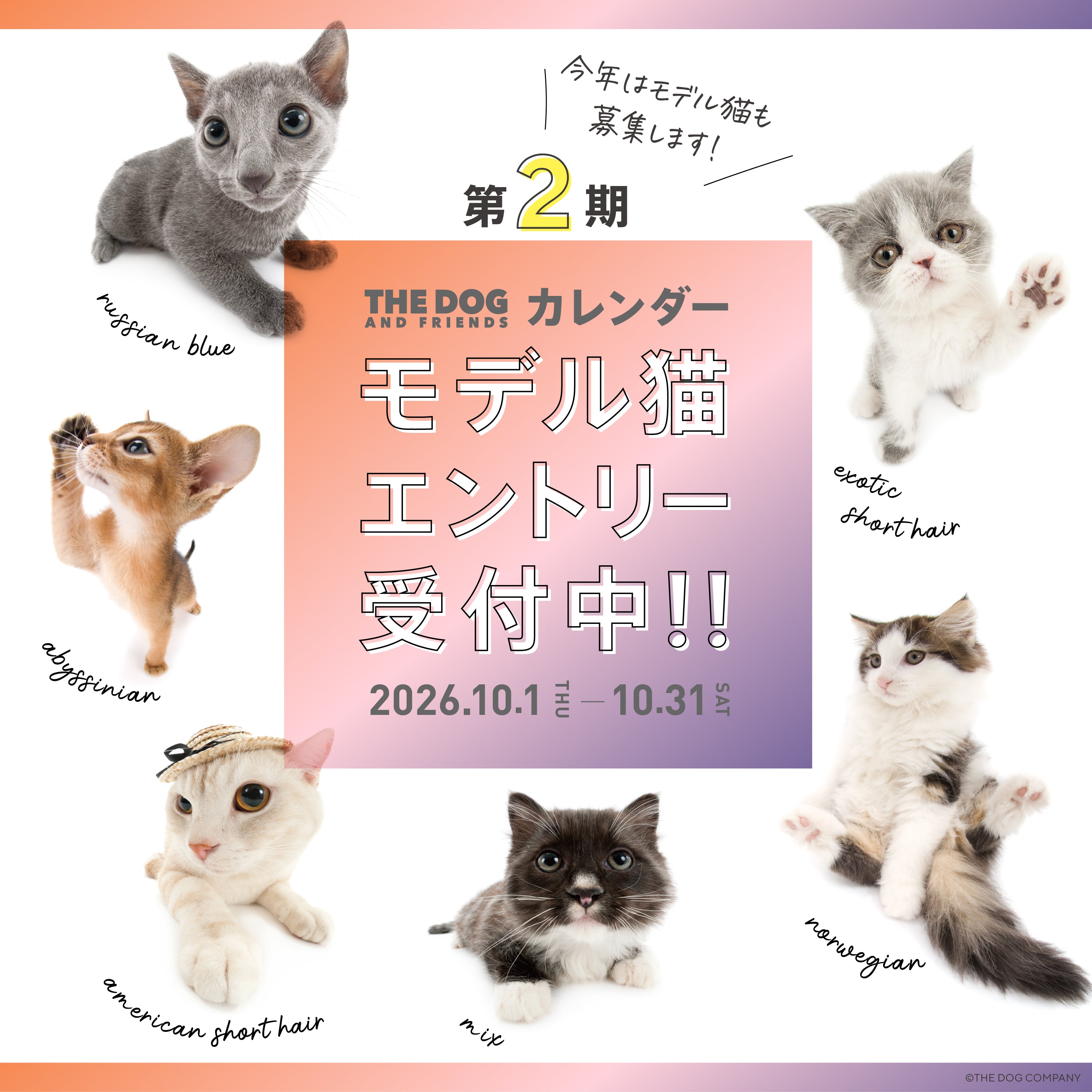 オーダー用猫ちゃんパネルサンプルページ 🐾THE DOG＆FRIENDS™カレンダーモデルネコ募集 2027【第2期】🐾