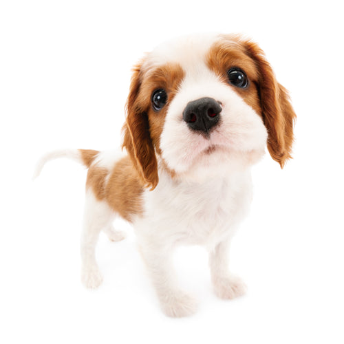 キャバリア・キング・<br>チャールズ・スパニエル