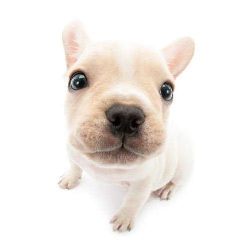 フレンチ・ブルドッグ