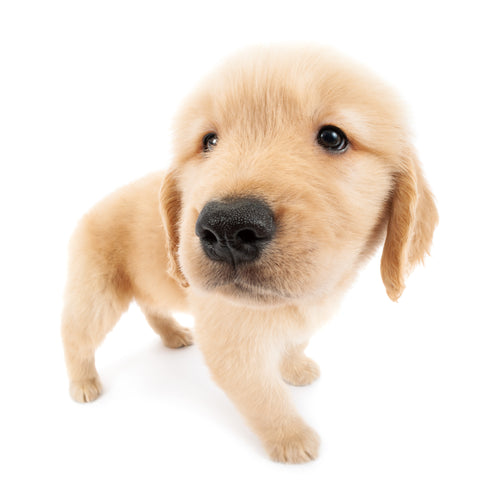 ゴールデン・<br>レトリーバー