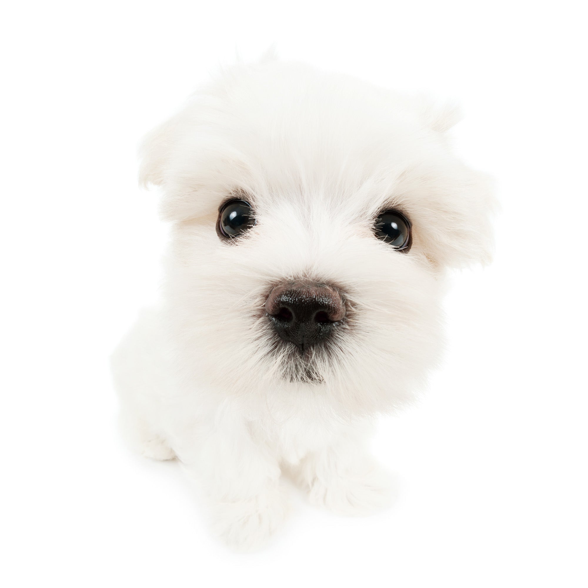 マルチーズ | THE DOG STORE | THE DOG 公式オンラインショップ