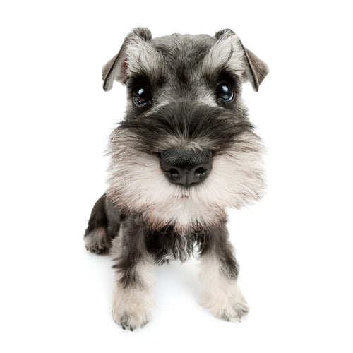 ミニチュア・ <br>シュナウザー