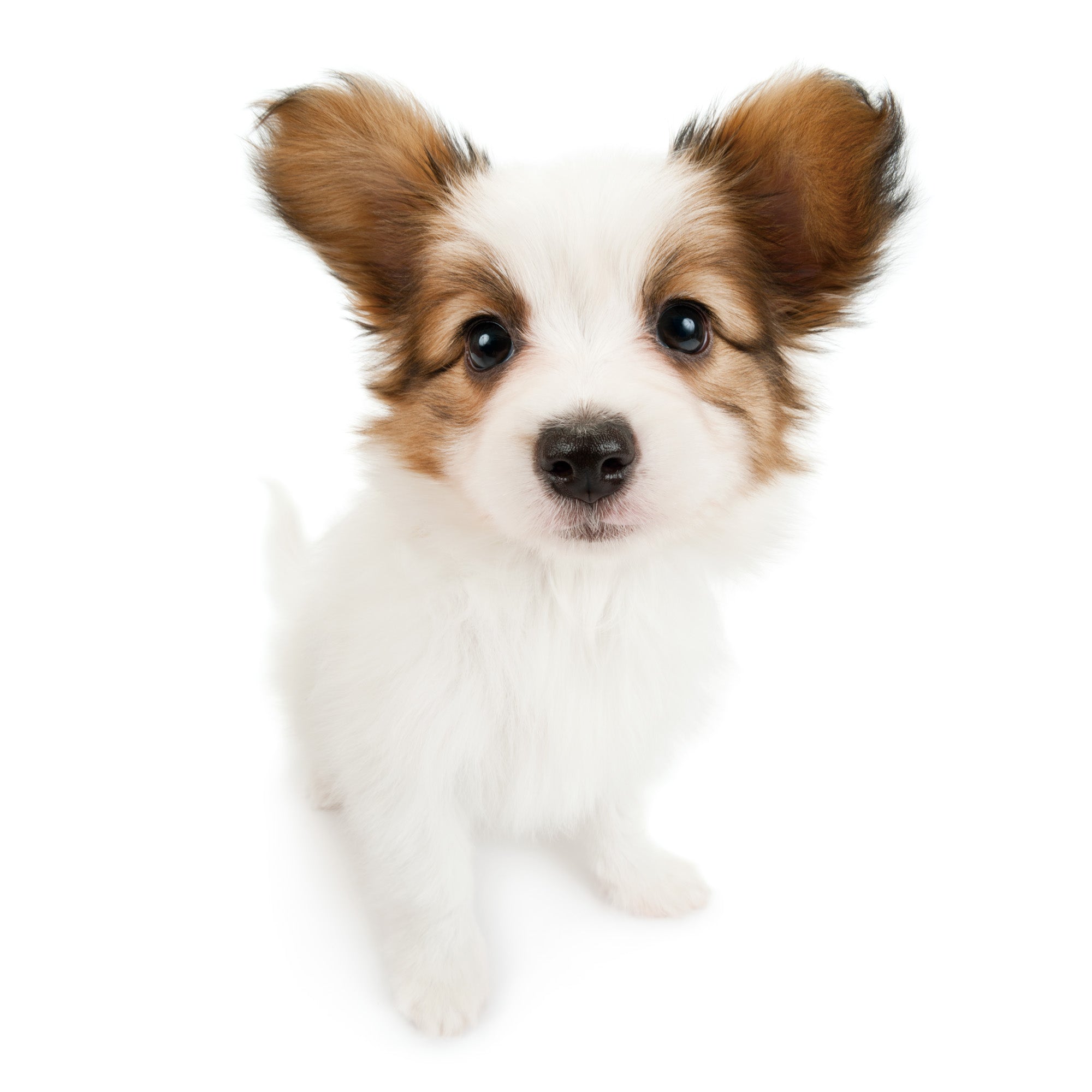 パピヨン | THE DOG STORE | THE DOG 公式オンラインショップ