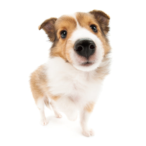 シェットランド・<br>シープドッグ