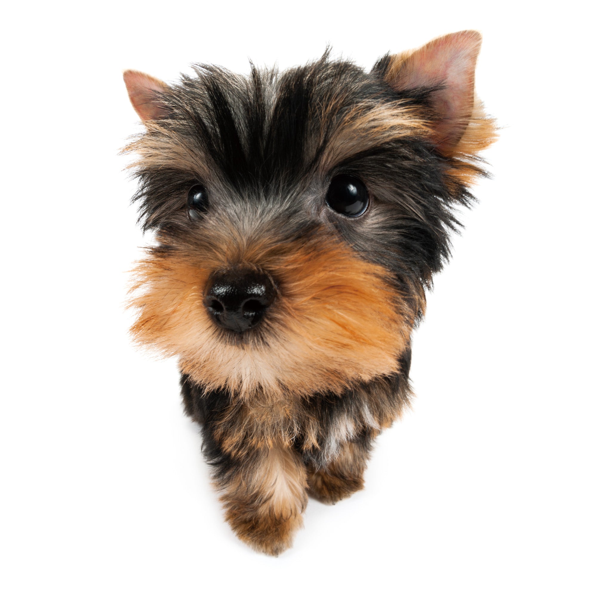 Yorkshire Terrier | The Dog Store | The Dog Official Online Shop 