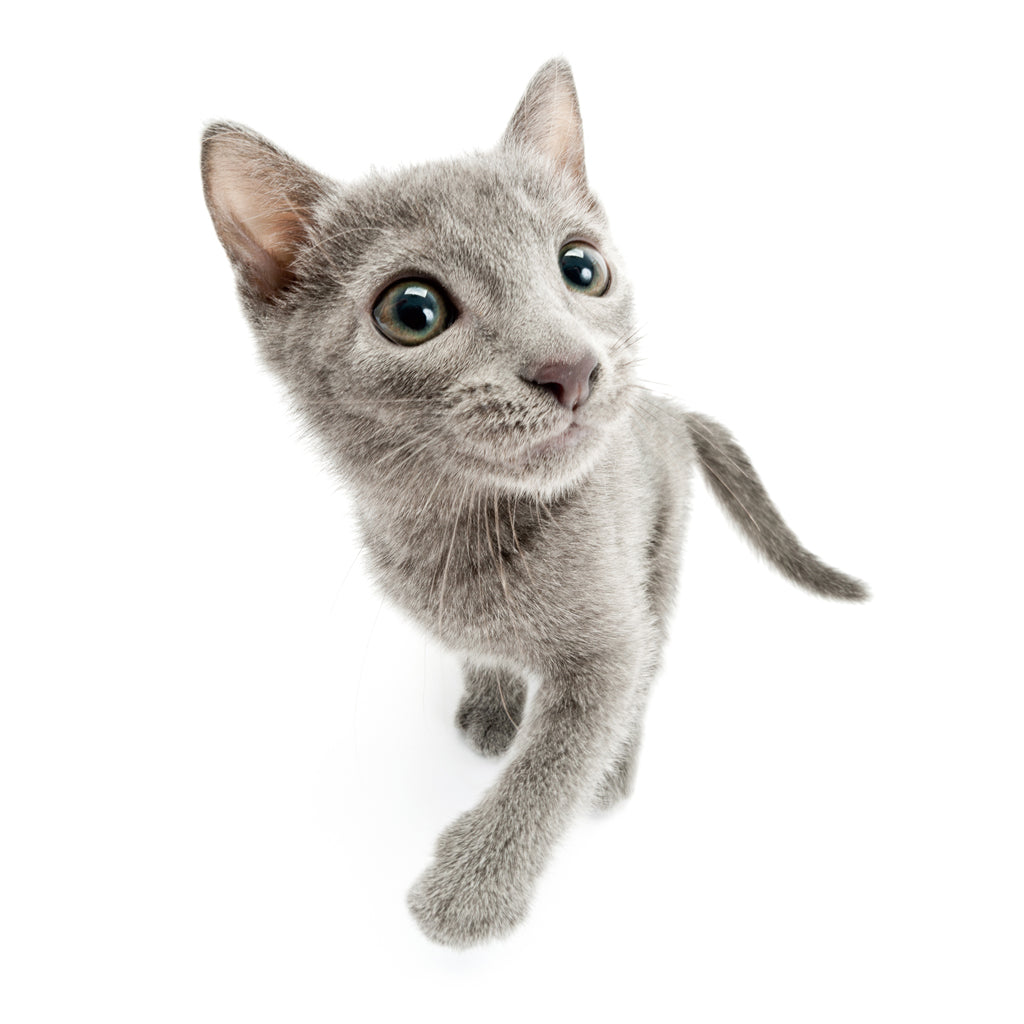 ロシアンブルー – THE DOG STORE