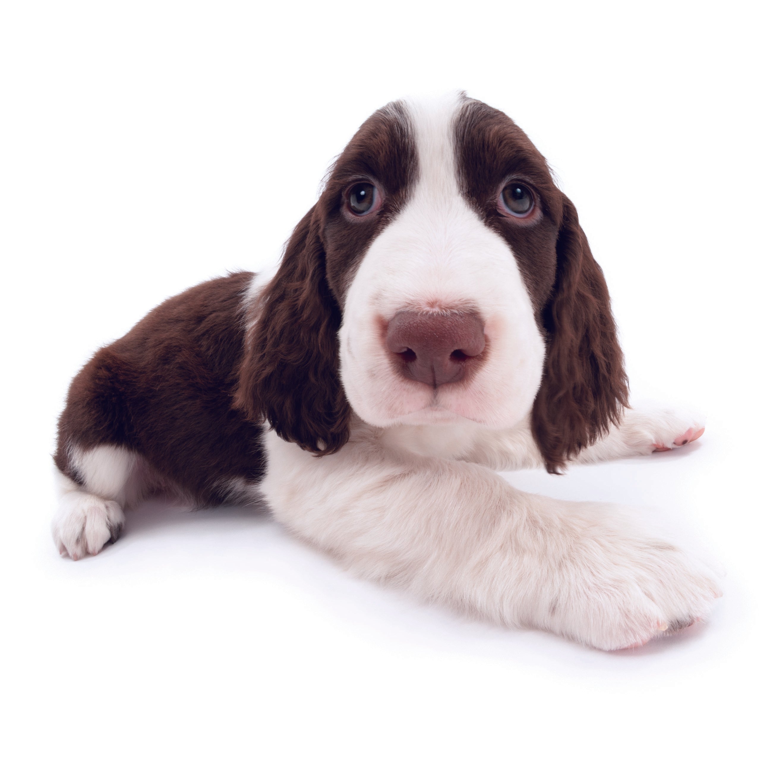 USA製　vintage ラグ カーペット イングリッシュスプリンガースパニエル イングリッシュ・スプリンガー・スパニエル | THE DOG STORE | THE DOG