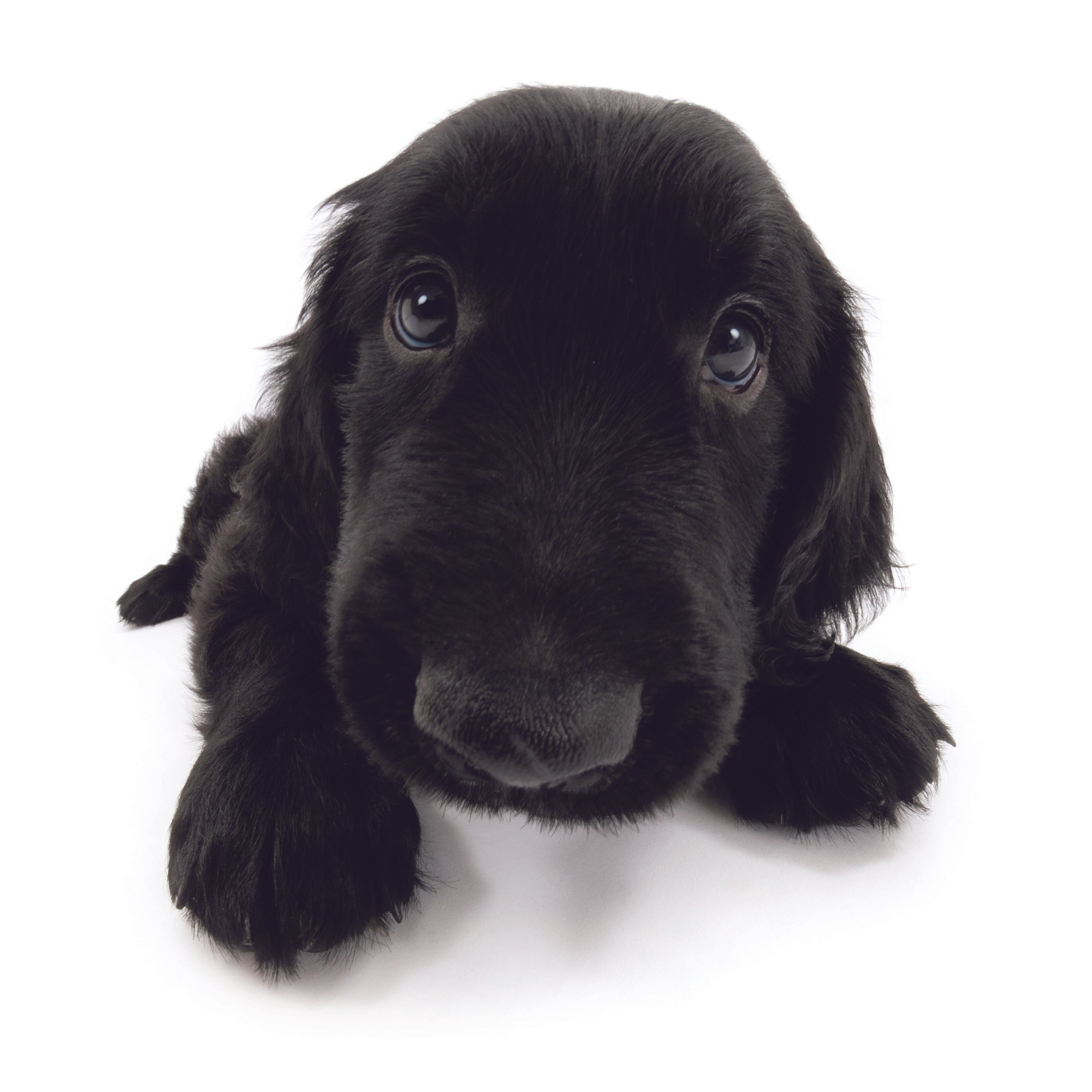 フラットコーテッド・レトリーバー | THE DOG STORE | THE DOG 公式