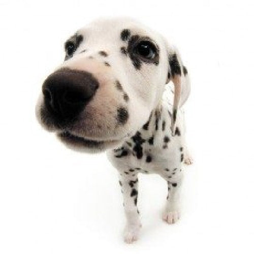 【送料無料格安】犬を描く画家ミック・コーストンによる　ダルメシアン　Dalmatian by Mick Cawston シルクスクリーン