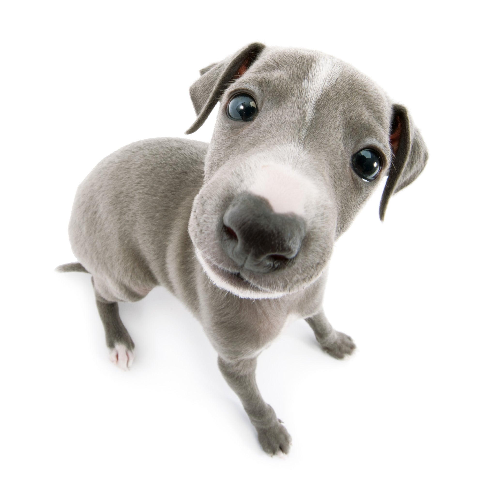 イタリアン・グレイハウンド | THE DOG STORE | THE DOG 公式