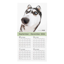 画像をギャラリービューアに読み込む, THE DOG 2027年カレンダー 大判サイズ(シベリアン・ハスキー)の2026年部分