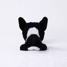 將圖像閱讀到畫廊視圖中, 狗毛絨迷你(法國鬥牛犬)法國burdog