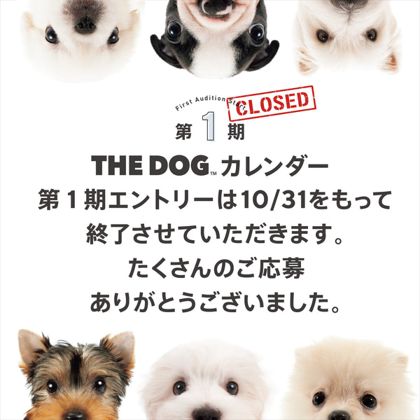 【募集　早期終了しました】📸THE DOG™カレンダーのモデル犬になりませんか？第1期モデル