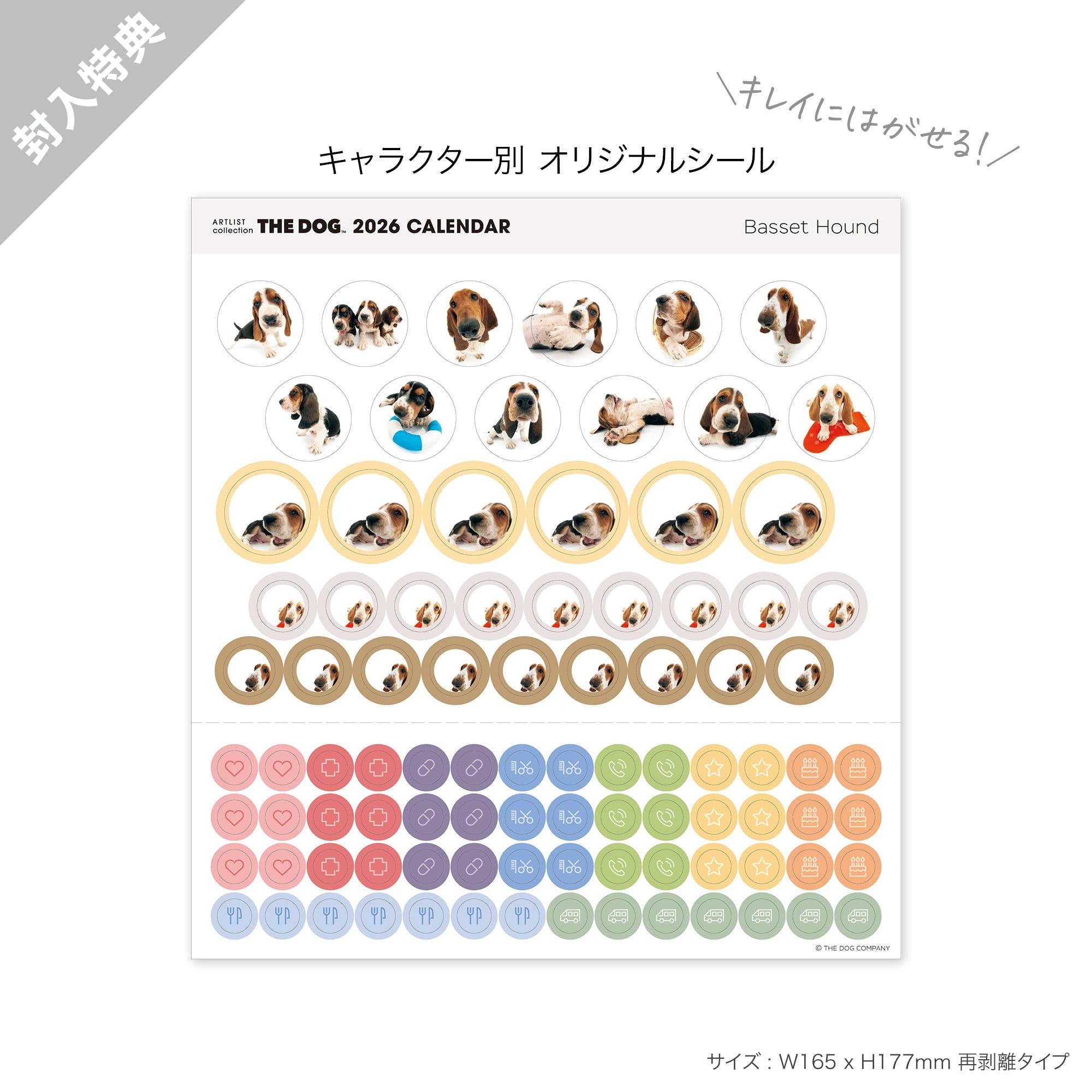 2026年（令和8年）壁掛けカレンダー（大判） バセット・ハウンド