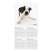 Lea la imagen en la vista de la galería, El calendario del perro 2025 tamaño de gran formato (Boston Terrier)
