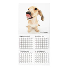 Read the image into the gallery view, THE DOG 2025 Calendar Large format size (Dachshund)
