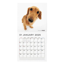 Lea la imagen en la vista de la galería, El tamaño de calendario del perro 2025 tamaño de gran formato (Dachshund)
