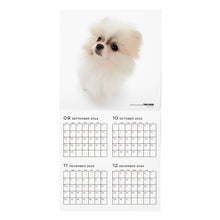 Read the image into the gallery view, THE DOG 2025 Calendar large format size (Pomeranian)
