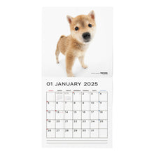 Lea la imagen en la vista de la galería, El calendario del perro 2025 tamaño de gran formato (shiba inu)
