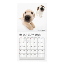 Read the image into the gallery view, THE DOG 2025 Calendar Large format size (all -star)
