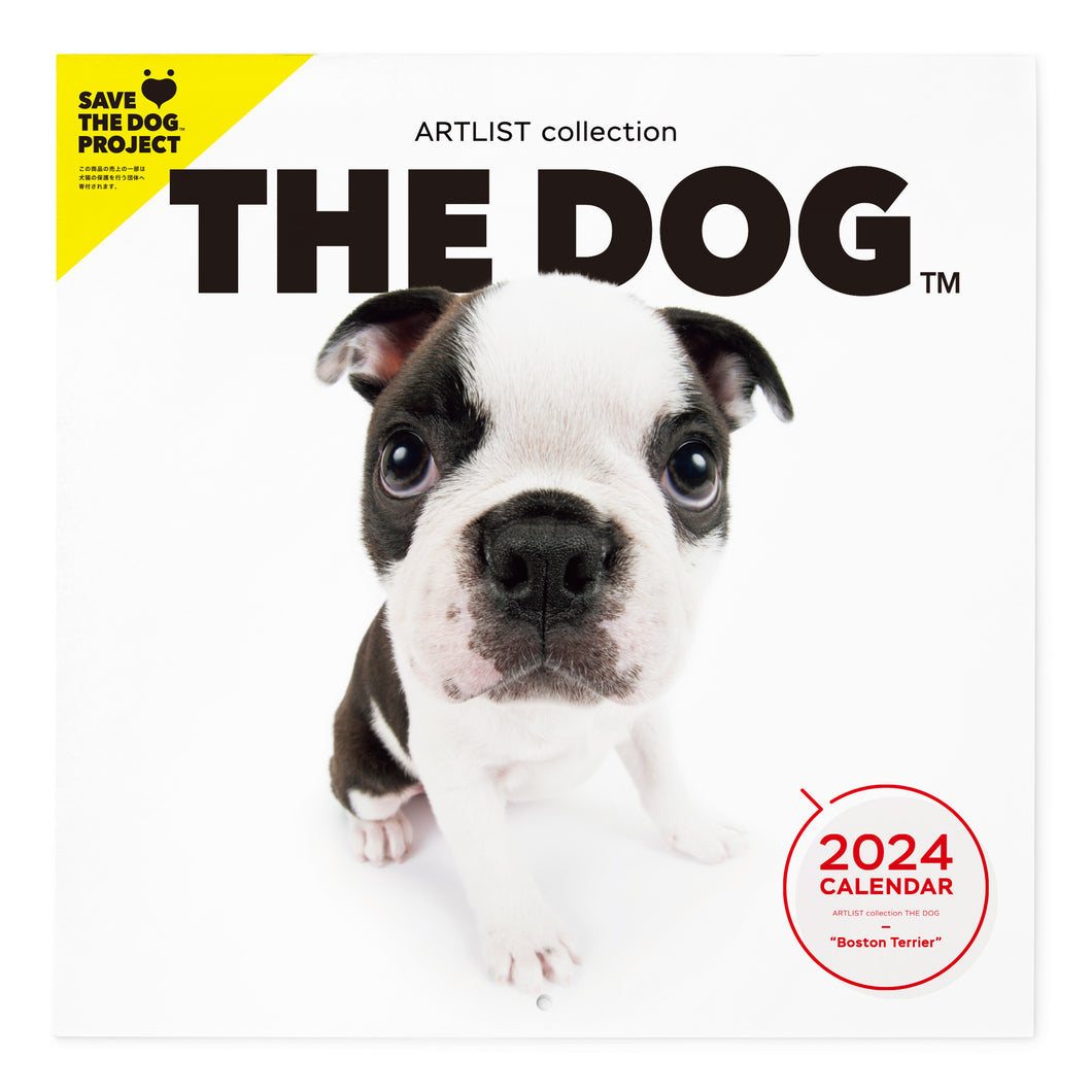 THE DOG 2024 Calendar Large format size (Boston Terrier)